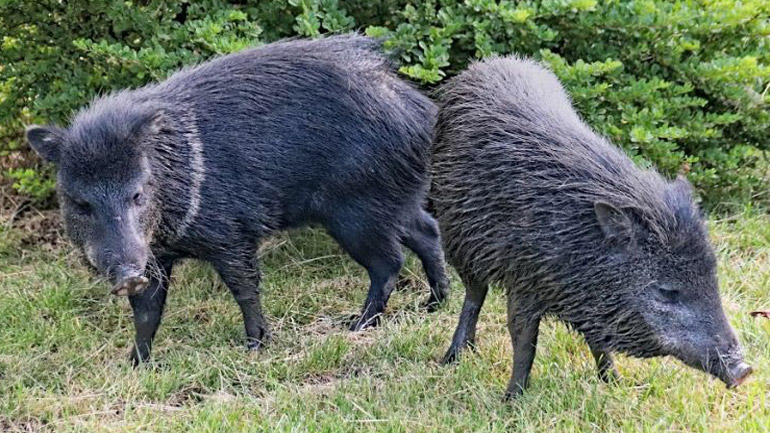 Ακυρώθηκε το κυνήγι αγριογούρουνων σε Εκάλη-Διόνυσο έπειτα από αντιδράσεις