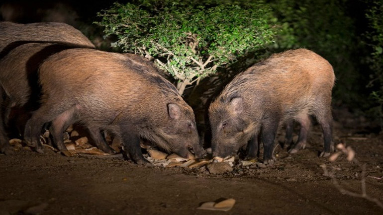 Η Περιφέρεια Αττικής υπέρ της μετακίνησης των αγριόχοιρων από τον αστικό ιστό Η Περιφέρεια Αττικής υπέρ της μετακίνησης των αγριόχοιρων από τον αστικό ιστό