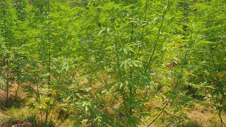 Ρέθυμνο: Φυτεία δενδρυλλίων κάνναβης εντοπίστηκε σε περιοχή του Δήμου Μυλοποτάμου
