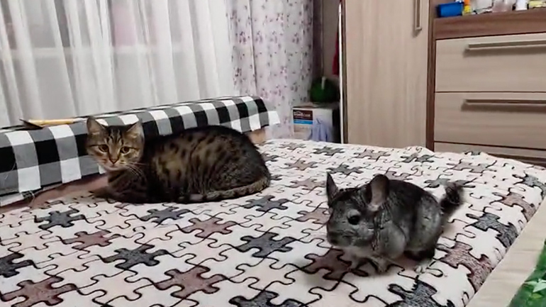 Γάτα εναντίον τσιντσιλά Γάτα εναντίον τσιντσιλά