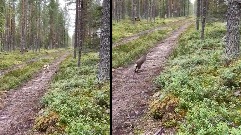 Λαγός ξεγελάει έναν σκύλο