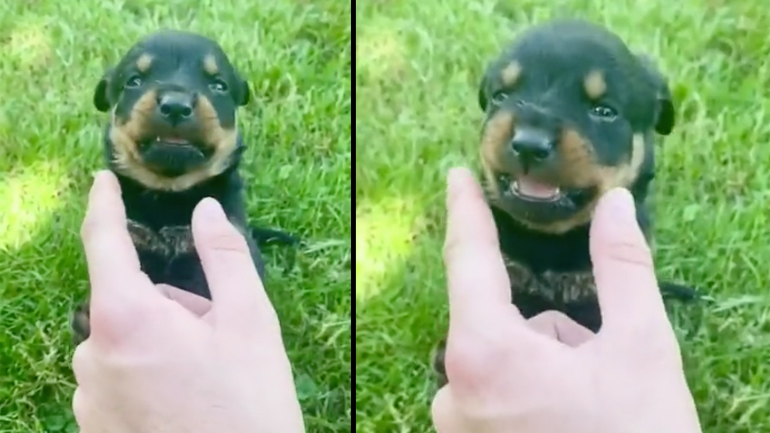 Ένα μωρό rottweiler με πολλά νεύρα