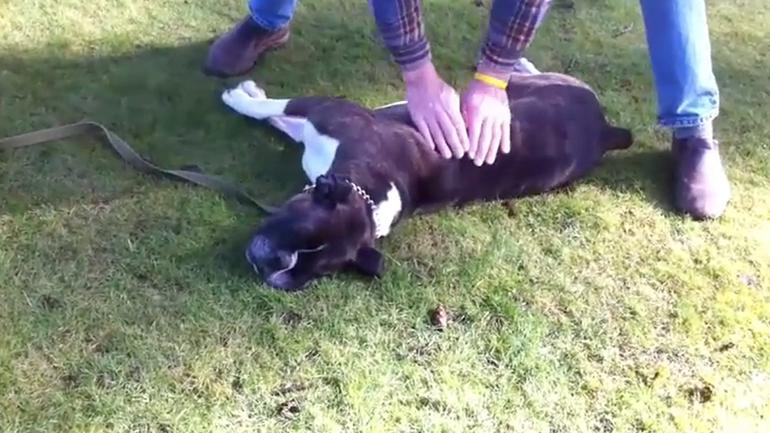 Σκύλος σώζεται με καρδιοαναπνευστική ανάνηψη