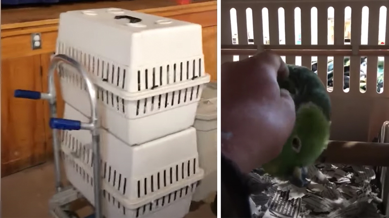 Παπαγάλος κλαίει σαν μωρό