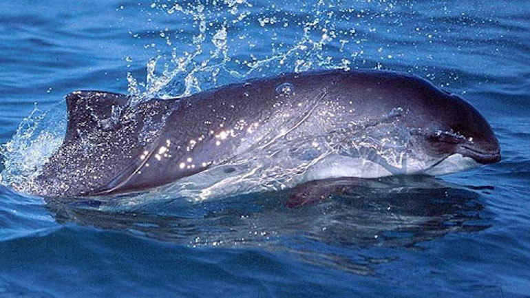 Ολλανδία: Μυστήριο με δεκάδες νεκρές φώκαινες που ξεβράστηκαν στα παράλια