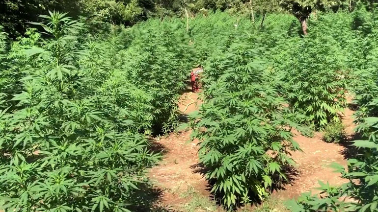 Εντοπίστηκε φυτεία δενδρυλλίων κάνναβης στο Ρέθυμνο Εντοπίστηκε φυτεία δενδρυλλίων κάνναβης στο Ρέθυμνο