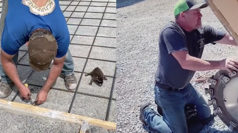 To ρακούν συμμετέχει στις δουλειές