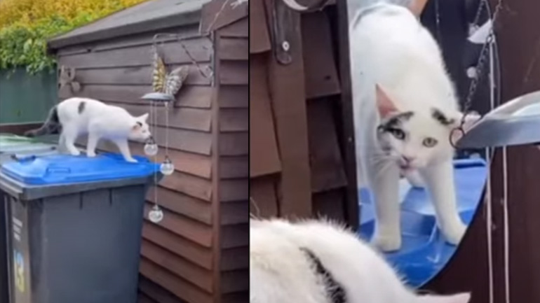 Η γάτα τα έβαλε με τον εαυτό της
