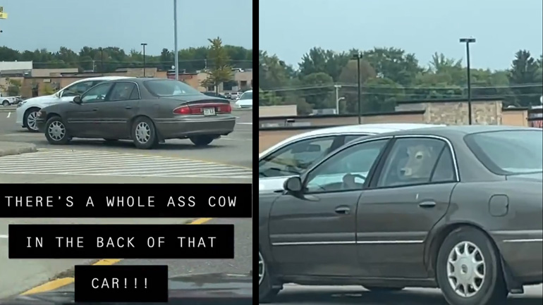 Μεταφέροντας μια αγελάδα