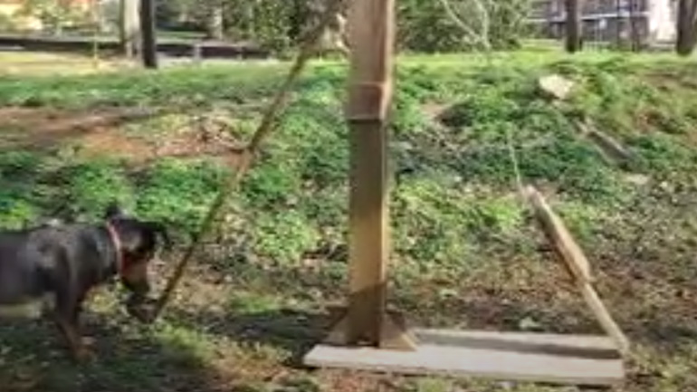 Ο σκύλος παίζει μόνος του με έναν καταπέλτη