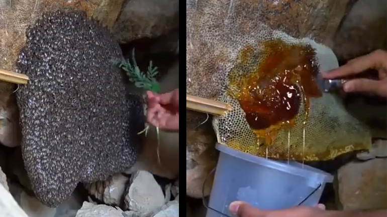 Μέλι από άγριες μέλισσες