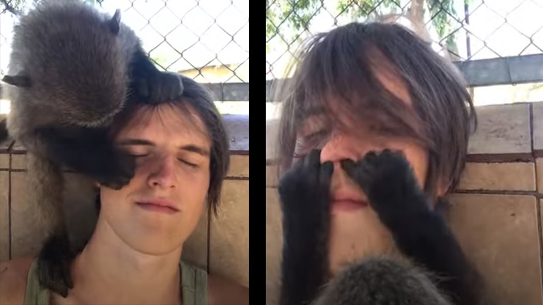 Beauté από μια μαϊμού