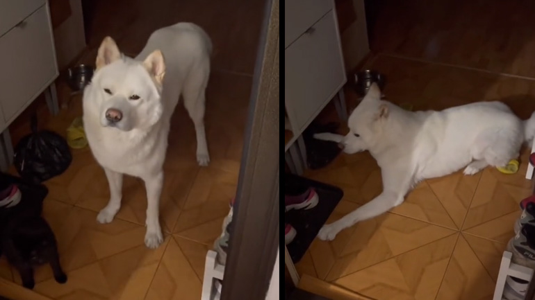 Ο σκύλος χρειάζεται update