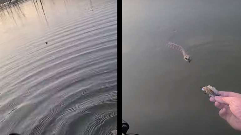 Ψαράς ταΐζει ένα νερόφιδο