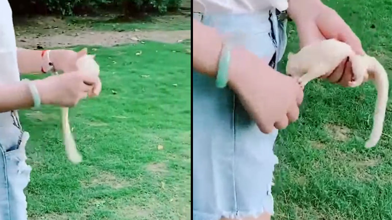 Κατοικίδιο τσέπης