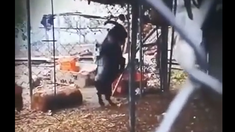 Μια κατσίκα περπατά στα δύο πόδια