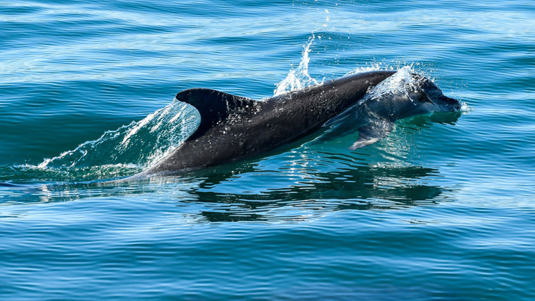 Χανιά: Νεαρό δελφίνι εμφανίστηκε στο Μαράθι