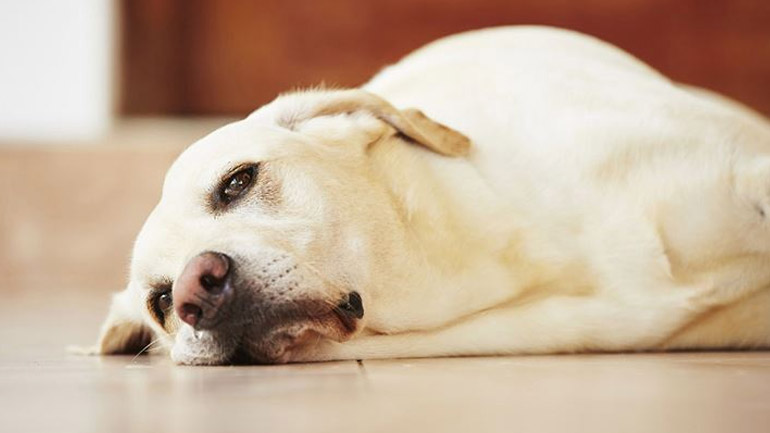 Έτσι θα καταλάβουμε εάν το σκυλάκι μας έχει άνοια