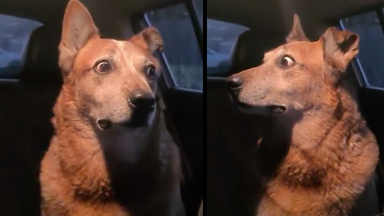 Σκύλος μπροστά σε τσακωμό