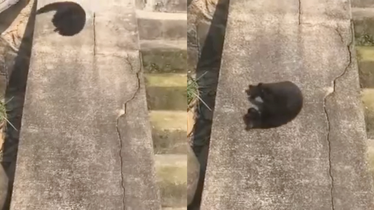 Γάτα κάνει τσουλήθρα