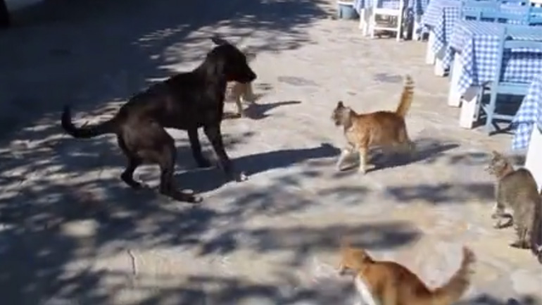 Τέσσερις γάτες επιτίθενται σε έναν σκύλο
