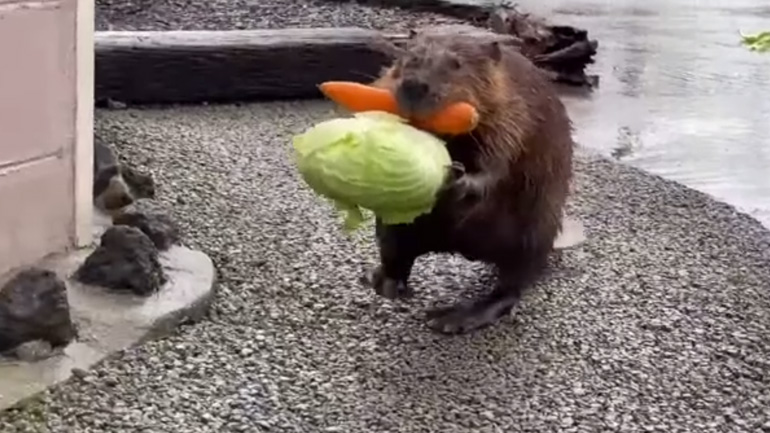 Τα βάρη της οικογένειας