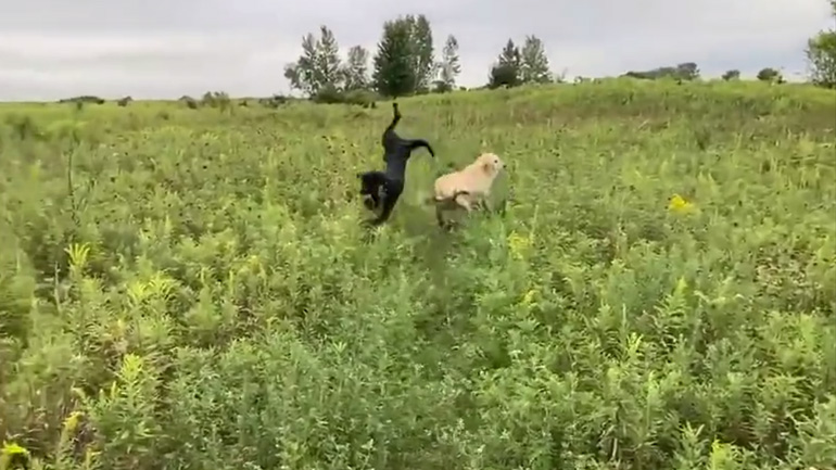 Σκύλοι παίζουν στο γρασίδι