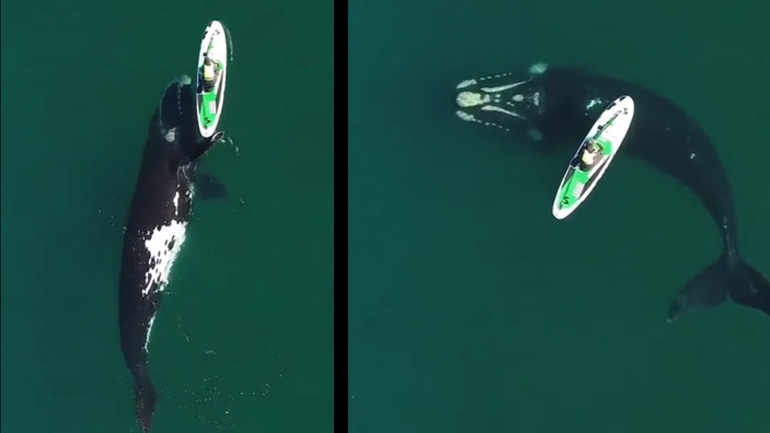 Φάλαινα σπρώχνει ένα sup