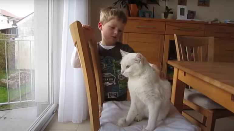 Προσοχή γάτα! Προσοχή γάτα!