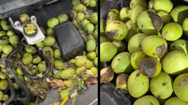 Σκίουρος μετατρέπει ένα αυτοκίνητο σε αποθήκη