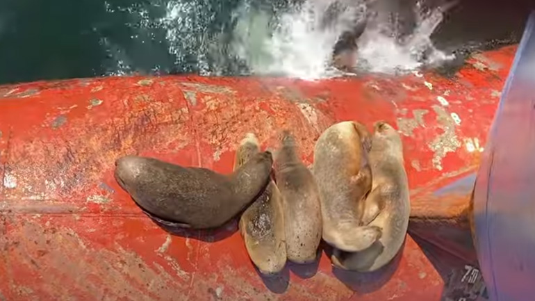 Το θαλάσσιο λιοντάρι κάνει ζήλιες