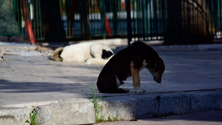 Ζώα συντροφιάς: Στείρωση ή αποστολή DNA προβλέπει το νέο νομοσχέδιο