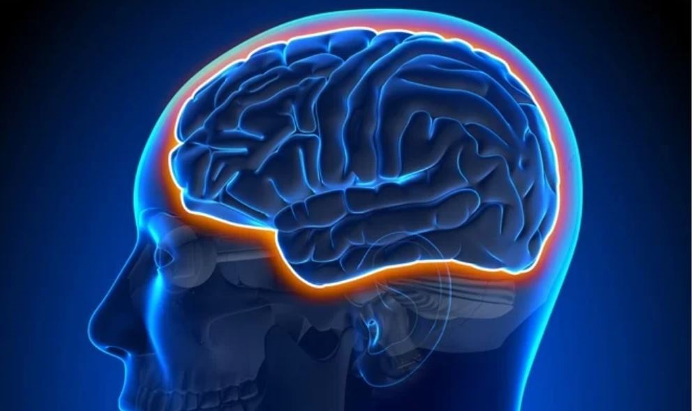 Βακτήρια του εντέρου μπορούν να επηρεάσουν την ανάπτυξη του εγκεφάλου