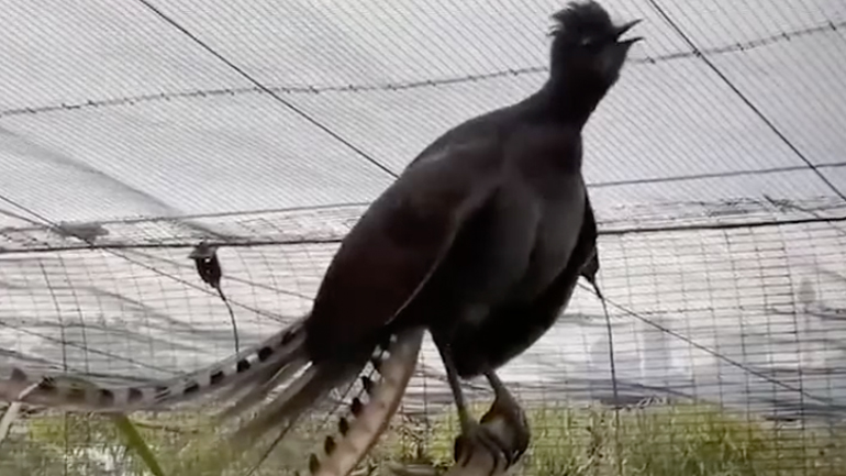 Πουλί μιμείται το κλάμα ενός μωρού