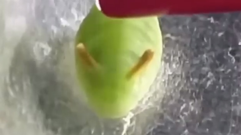 Κάμπια cheerleader