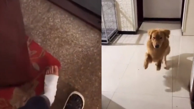 O σκύλος συμπαραστέκεται στον ιδιοκτήτη του