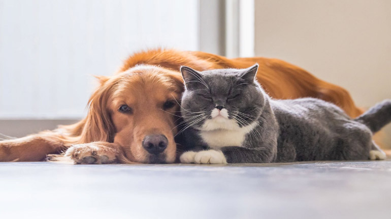 “Απογοητευμένη” η Πανελλαδική Φιλοζωική Περιβαλλοντική Ομοσπονδία για το νομοσχέδιο για τα ζώα