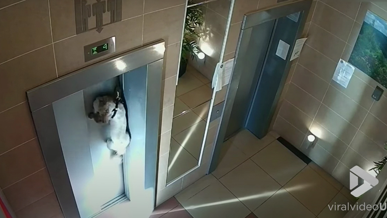 Γυναίκα ξέχασε τον σκύλο της έξω από το ασανσέρ
