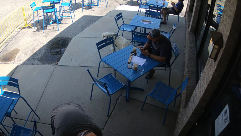 Σκύλος πανικοβάλλεται σε μπαρ