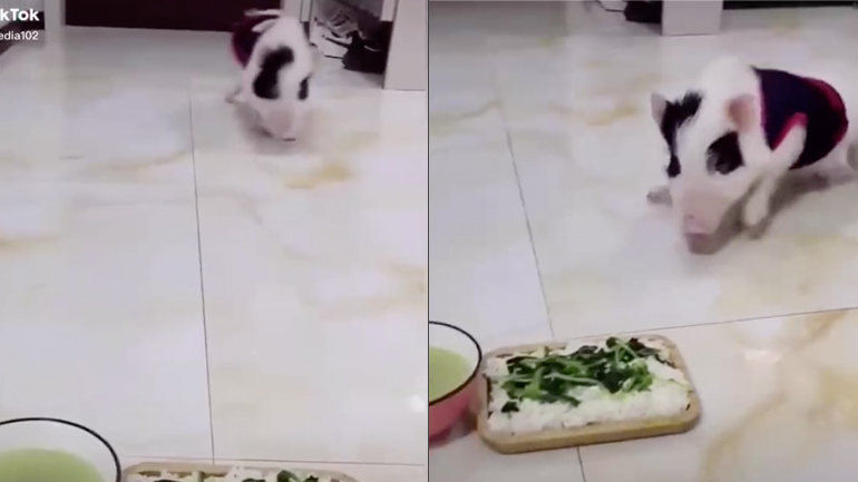 Το πεινασμένο γουρουνάκι