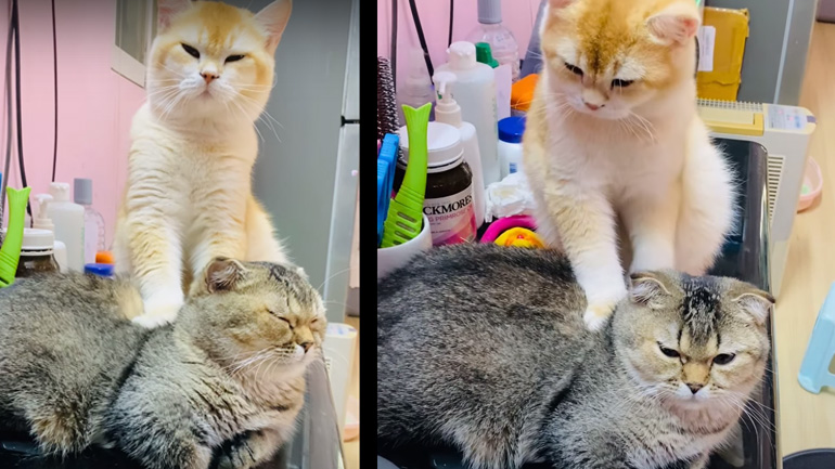 Μασάζ σε ένα φίλο