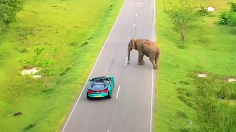 Eλέφαντας χαιρετά οδηγό σε δρόμο της Σρι Λάνκα