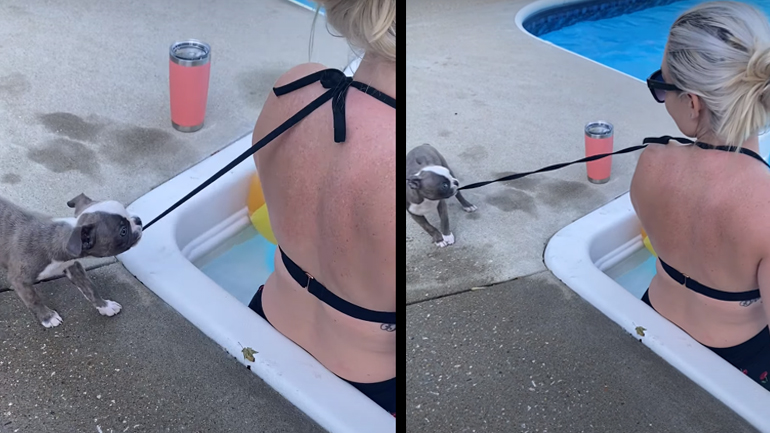 Τι θα έκανε αυτός ο σκύλος σε μια παραλία;