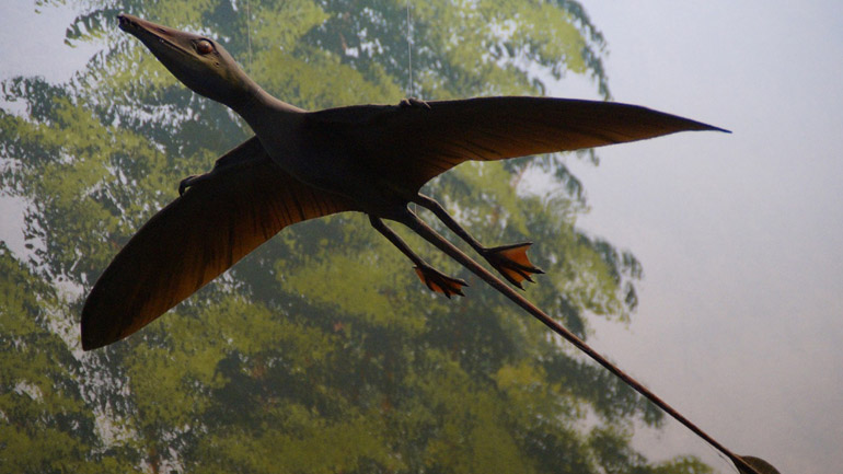 Χιλή: Τα απολιθωμένα λείψανα ενός πτερόσαυρου ανακαλύφθηκαν στην έρημο Ατακάμα