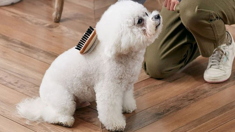 Πώς να φροντίσετε το δέρμα και το τρίχωμα του σκύλου σας