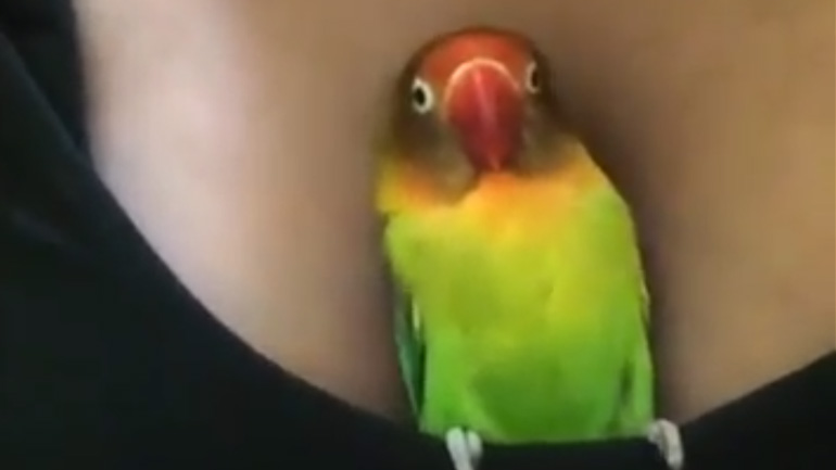 Ο παπαγάλος βολεύτηκε