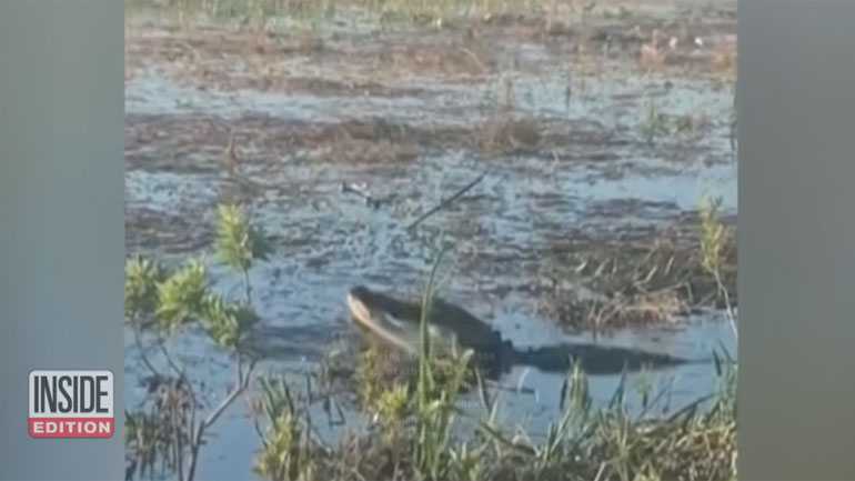 Αλιγάτορας καταβροχθίζει το… ενοχλητικό drone!