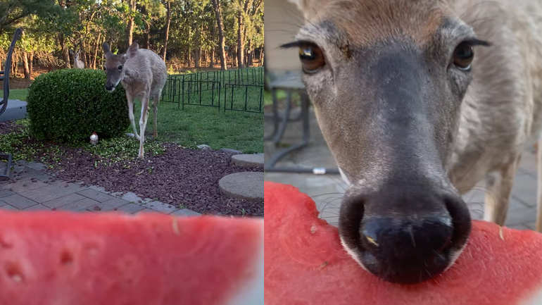 Ελάφι τρώει καρπούζι από το χέρι μιας γυναίκας