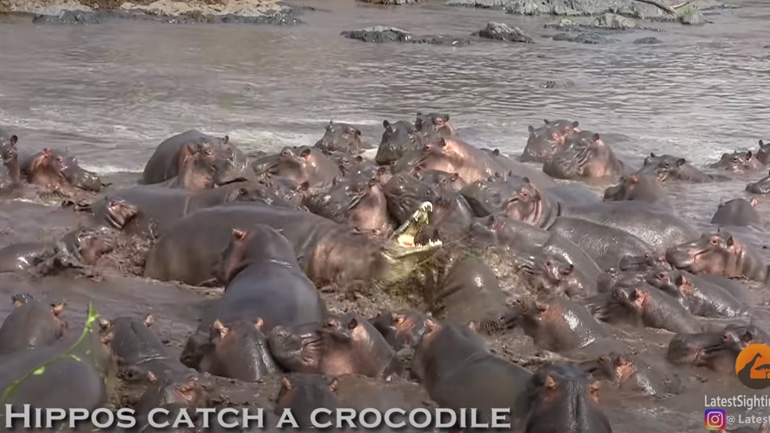 Ιπποπόταμος: το πιο επικίνδυνο ζώο στην Αφρική