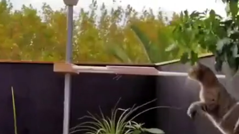 Παγίδα που προστατεύει τις φωλιές των πουλιών